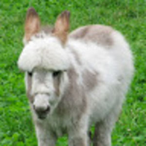 Meet your Posher, Sam